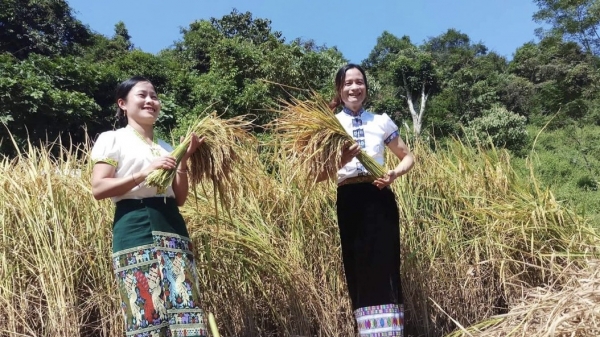 Đặc sản lúa tẻ thơm Na Loi