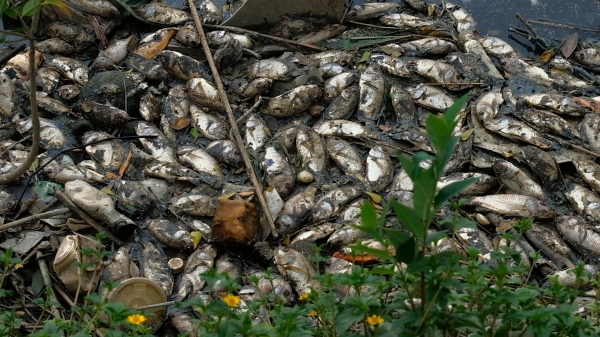 Cá chết trắng sau mưa lớn gây ô nhiễm môi trường