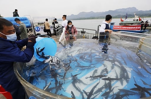 Phóng sinh 10.000 con cá tầm xuống sông Dương Tử
