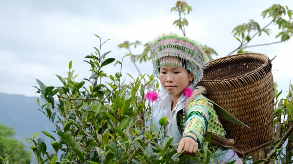 Hái chè cho cơ hội thoát nghèo ở miền núi Tuyên Quang