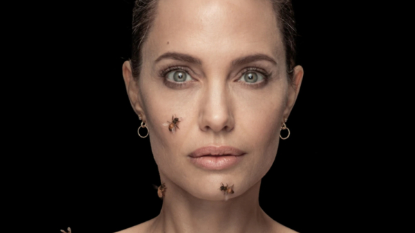 Nữ minh tinh Angelina Jolie làm đại sứ bảo vệ loài ong
