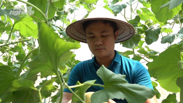 Áp dụng công nghệ cao vào trồng dưa lưới ở Tuyên Quang