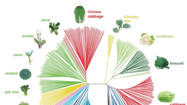 Nghiên cứu về bộ gen rau cải mở ra tiềm năng chọn tạo mới