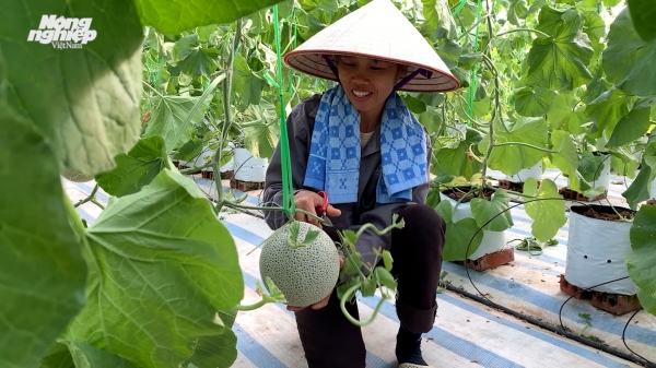 Mô hình trồng dưa lưới công nghệ cao ở huyện Đầm Hà