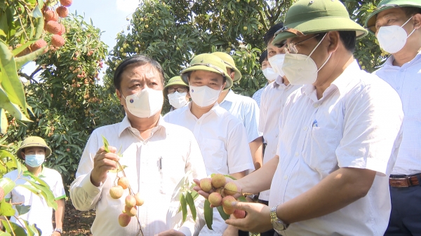 'Giải cứu nông sản' làm tổn thương người nông dân