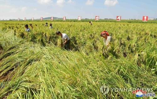Triều Tiên đối mặt khủng hoảng thiếu 1,35 triệu tấn lương thực