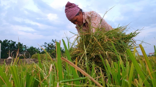 Nông dân Hà Nội tránh nóng 40 độ C gặt lúa lúc chiều tối