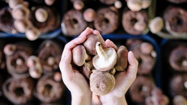 Ăn hai trái nấm mỗi ngày có thể giảm 45% nguy cơ ung thư