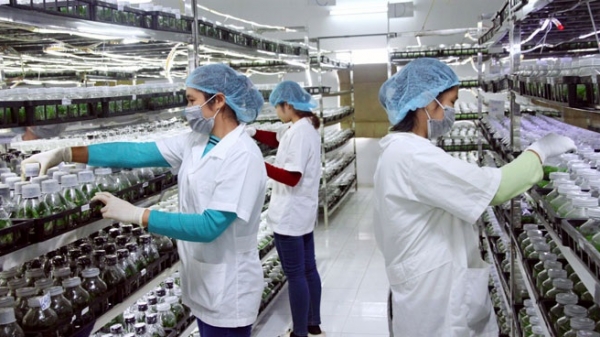 Tiền Giang khuyến khích doanh nghiệp đầu tư nhà máy chế biến rau quả