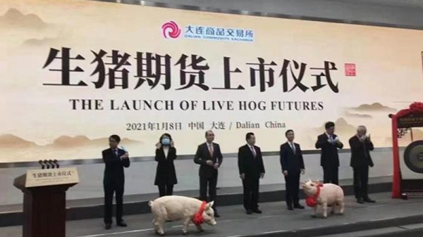 Giá lợn hơi giảm, người nuôi lợn Trung Quốc lỗ nặng