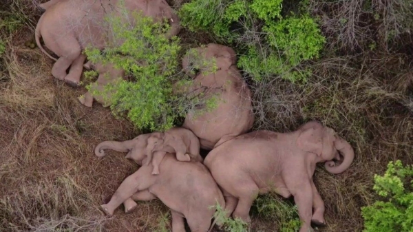 Hình ảnh đàn voi nằm nghỉ trong hành trình di cư gây sốt