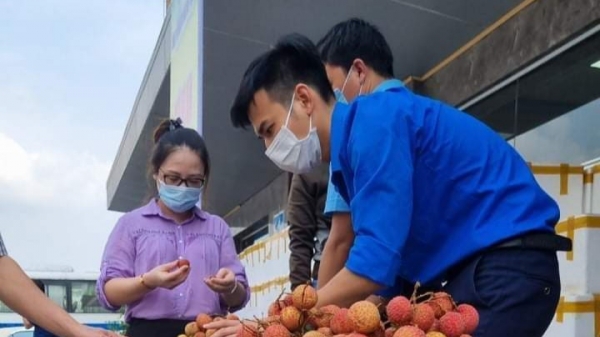 TKV hỗ trợ tiêu thụ gần 200 tấn vải thiều của nông dân Bắc Giang