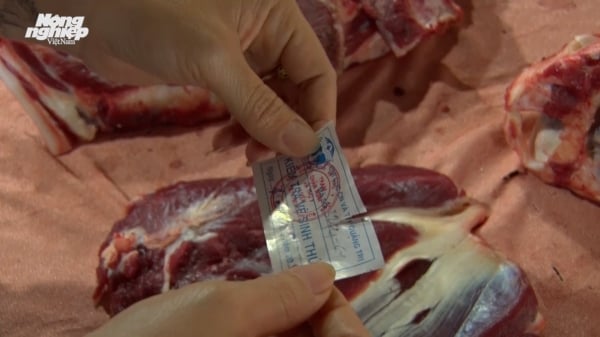 Kiểm soát giết mổ thịt bò tránh nhiễm bệnh viêm da nổi cục