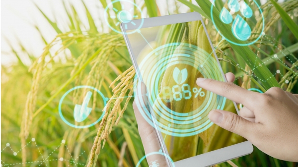Cục Bảo vệ Thực vật và Viettel hợp tác xây dựng app 'bắt bệnh' cho lúa