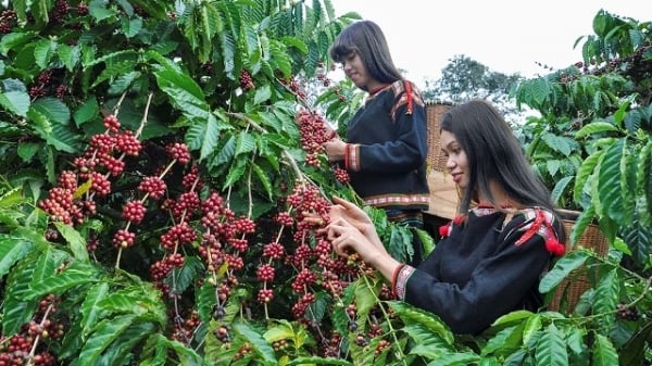 Liên kết trồng cà phê hữu cơ cho thu nhập cao