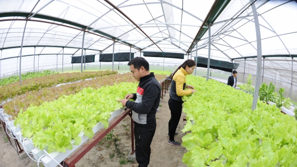 Hàn Quốc hỗ trợ nông dân Sơn La canh tác rau quả có mái che