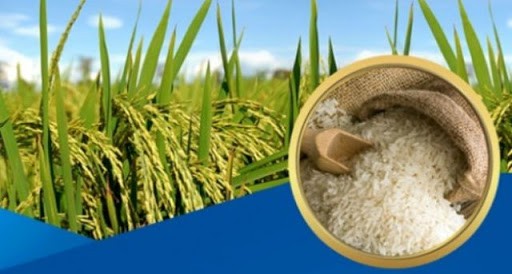 Báo cáo triển vọng thị trường gạo của FAO và OECD nói gì về Việt Nam?