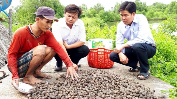 Thu nhập cao từ mô hình nuôi sò huyết