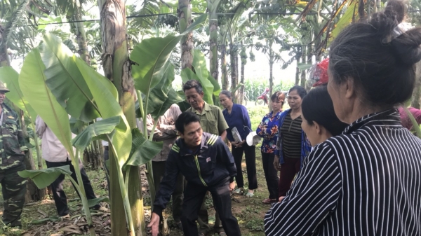Hiệu quả chương trình IPM trên cây ăn quả tại Hưng Yên