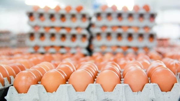 Trứng gà Hòa Phát phủ sóng siêu thị