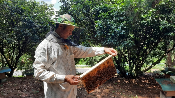 Hiệu quả nghề nuôi ong mật ở Tiên Yên