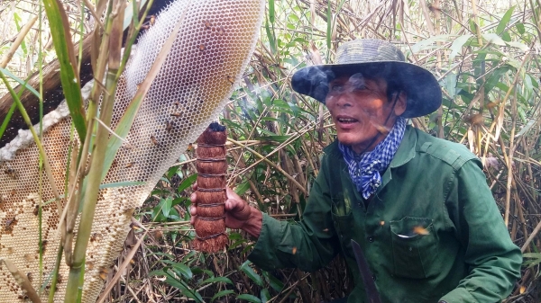 Độc đáo nghề gác kèo Ong ở rừng tràm U Minh