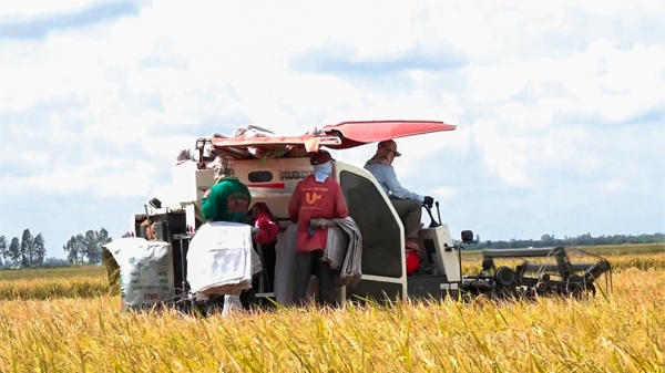 Hàng trăm ngàn héc-ta lúa ở Sóc Trăng được hỗ trợ thu hoạch
