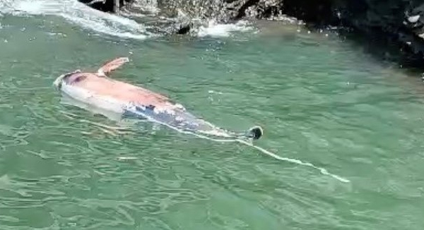 Cá heo Lưng Gù Thái Bình Dương quý hiếm nghi đã chết