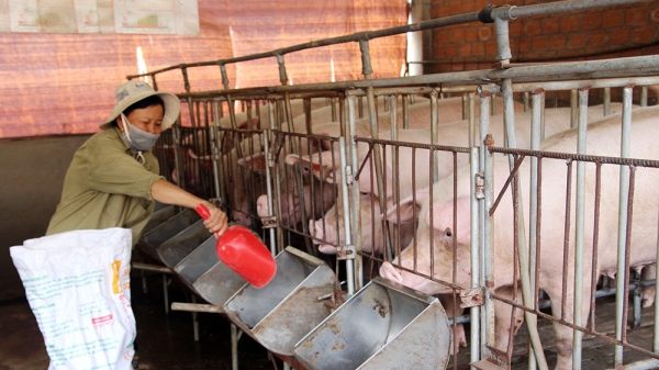 Xây dựng tài liệu chăn nuôi an toàn sinh học cho lợn sinh sản