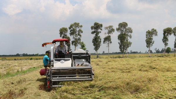 Kịp thời cung ứng vốn phục vụ thu mua lúa gạo tại miền Nam