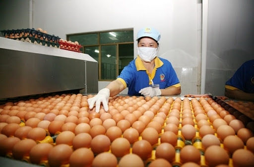 Bứt phá sản xuất trứng gia cầm Việt Nam
