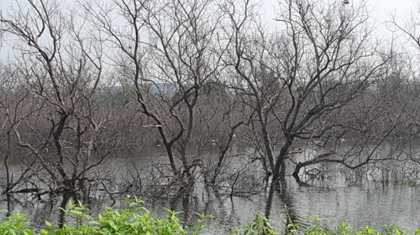 Vì sao 5,4 ha rừng ngập mặn gần KCN Đình Vũ bị chết hàng loạt