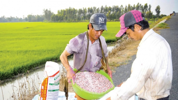 Giảm giá thành sản xuất lúa thu đông ở các tỉnh ĐBSCL