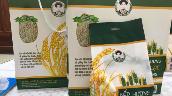 Đặc sản lúa nếp hương Bảo Lạc không lo đầu ra mùa dịch Covid-19