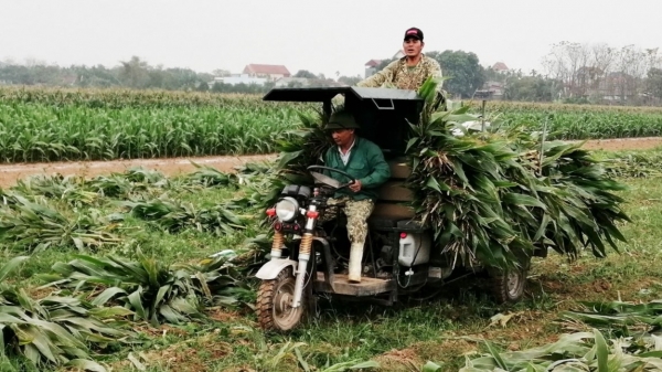 Tuyên Quang mở rộng liên kết trồng ngô sinh khối