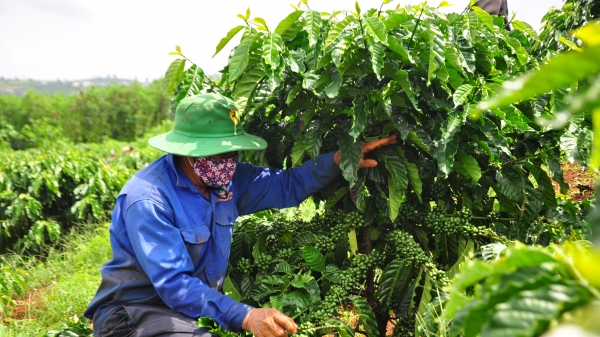 VnSAT Lâm Đồng hỗ trợ tích cực cho nông dân trồng cà phê