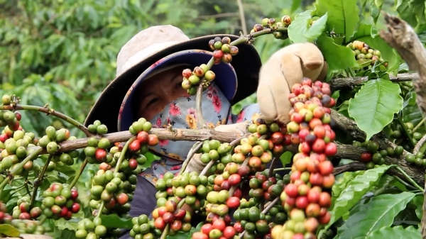 Nông dân tăng thu nhập nhờ tái canh cà phê