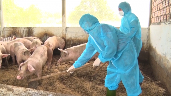 Chăn nuôi lợn theo hướng hữu cơ kết hợp tiêu thụ sản phẩm