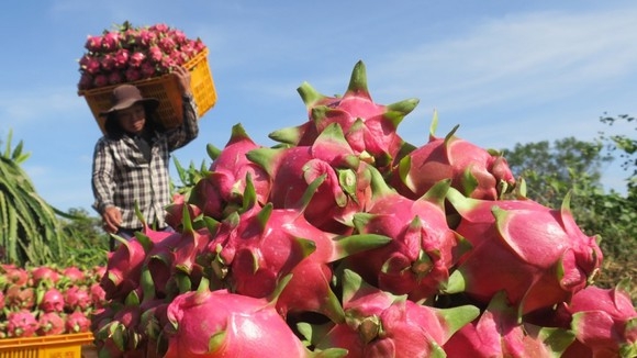 Thay đổi tư duy ‘đa dạng thị trường’ để thúc đẩy tiêu thụ nông sản