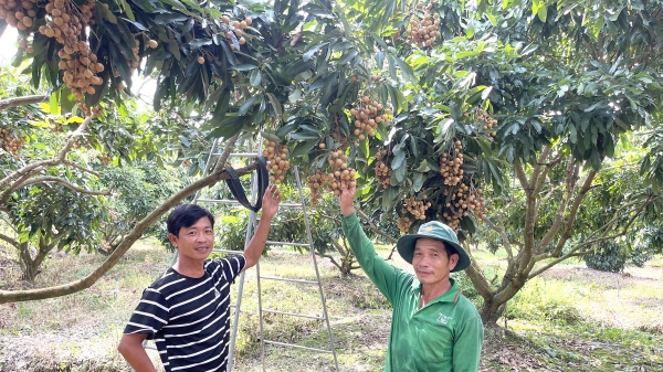 Cần Thơ: Chuyển đổi sản xuất 1.700 ha trồng cây ăn trái hiệu quả