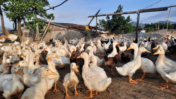 Quảng Ninh siết chặt quản lý sử dụng kháng sinh trong chăn nuôi