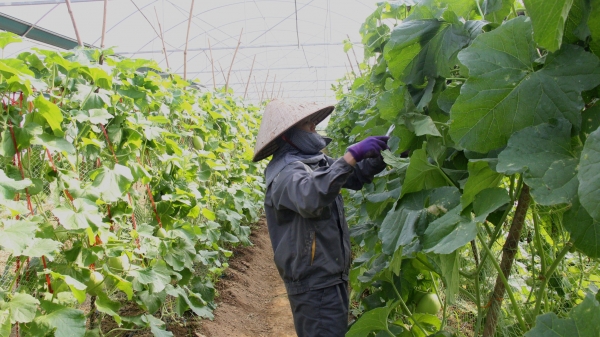 Cao Bằng phát triển hợp tác xã nông nghiệp gắn với chuỗi liên kết sản phẩm