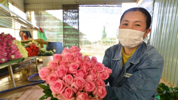 Hoa hồng Langbiang tăng giá 'chóng mặt' trước ngày Valentine