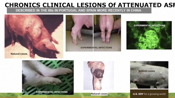 Triển vọng phát triển vacxin dịch tả lợn Châu Phi