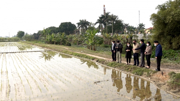 Tập trung khắc phục gần 1.000ha lúa thiệt hại do đợt rét lịch sử