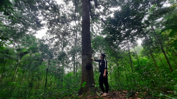 Quảng Ninh dành nhiều chính sách cho trồng rừng gỗ lớn