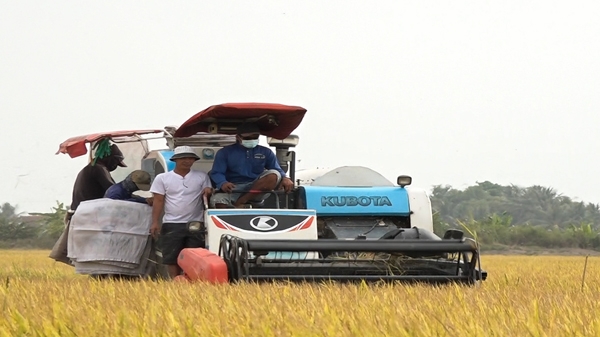ĐBSCL vào vụ thu hoạch lúa Đông Xuân 2021-2022