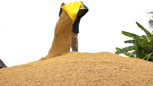 Giữ vững tốc độ tăng trưởng ngành hàng lúa gạo