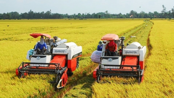 Xây dựng liên kết trong sản xuất lúa gạo từ dự án VnSAT