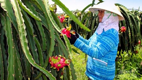 Thanh long Việt Nam đàng hoàng đi Trung Quốc